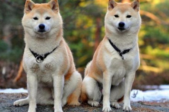 跟柴犬很像的狗