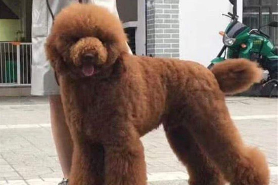 巨贵犬护主人吗