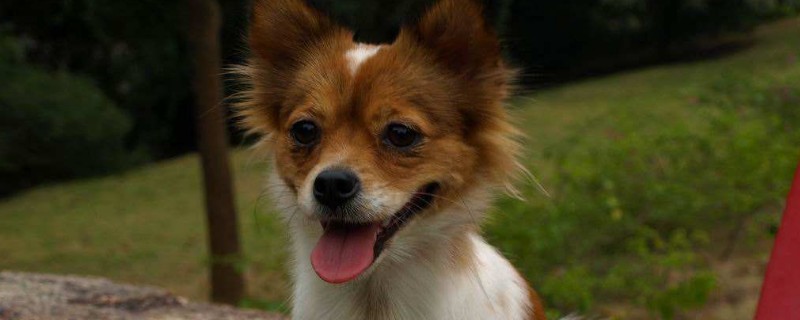 狗狗被寄养后的心理