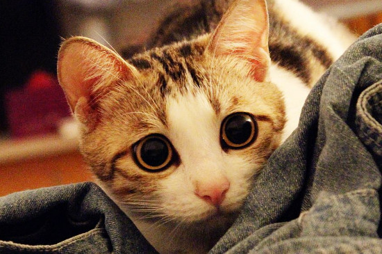 猫抓板怎么放猫薄荷