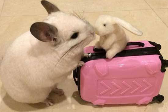 龙猫饲养注意事项