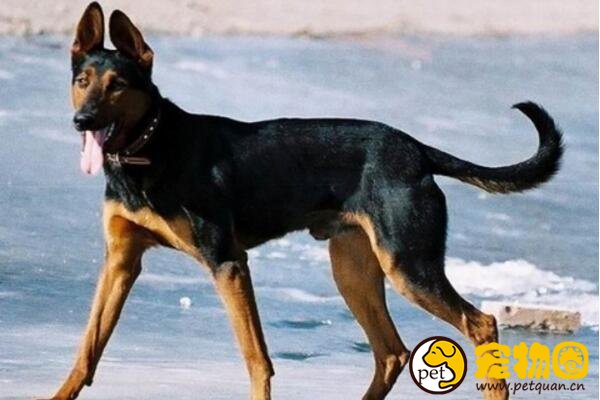 中国山红犬是六犬杂交，被德牧挤出市场(曾上万元一只)