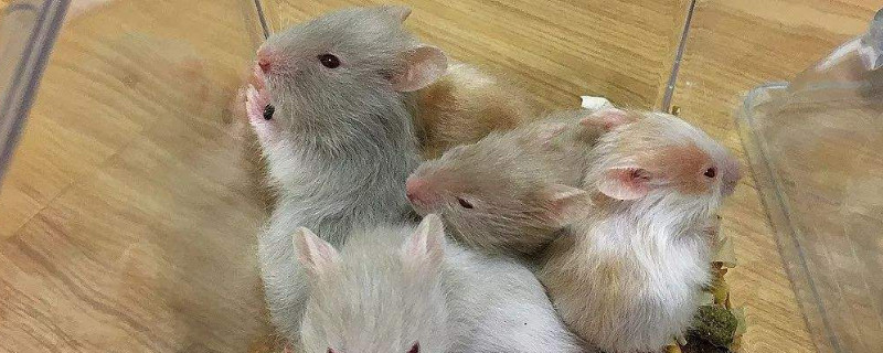 仓鼠嘴边白色脓包