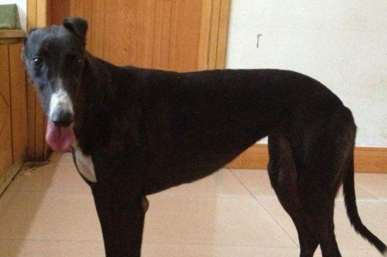 格力犬几个月就不长了，格力犬在11个月大时停止生长
