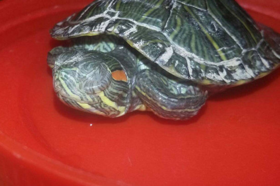 乌龟眼睛凹进去了是不是死了