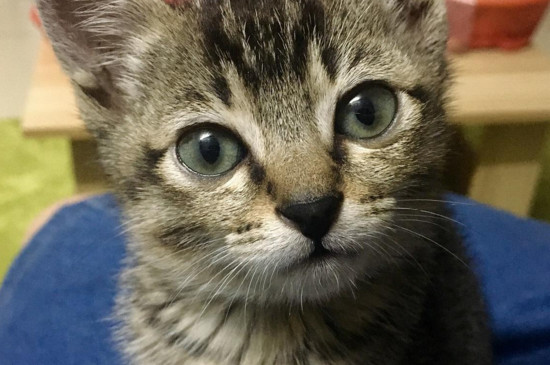 猫咪寄养会想主人吗