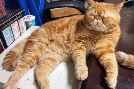 猫害怕什么东西