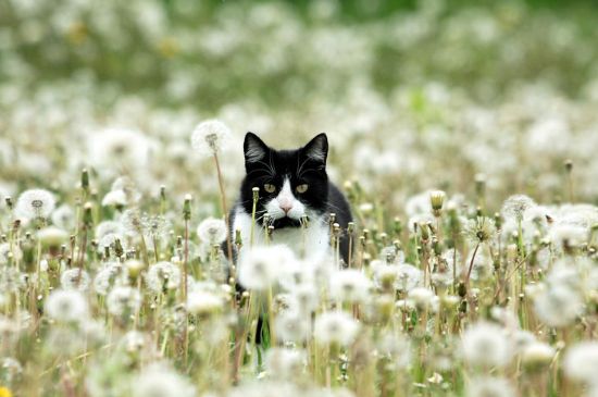 猫在几度就会被冻死