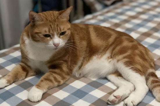 大猫压着小猫咬原因