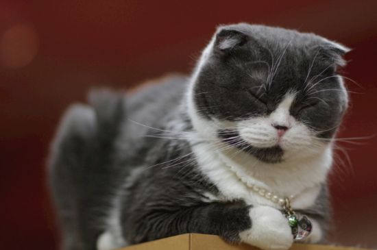 怎么判断猫是不是假死