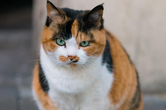 养三花猫有啥好处