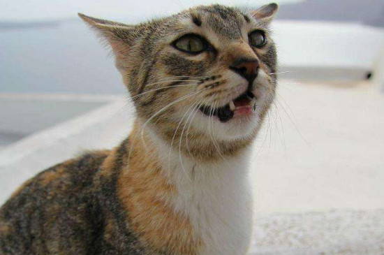 流浪猫抓伤要打针吗