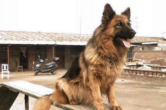 德国牧羊犬好养吗，不挑食易打理忠心耿耿很好养