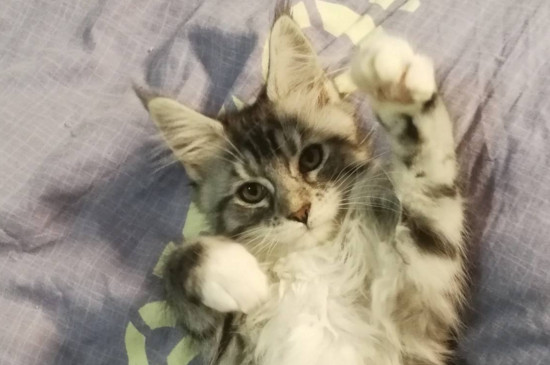 缅因猫小时候怎么分辨
