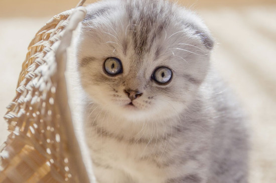 灰白双色猫是什么品种