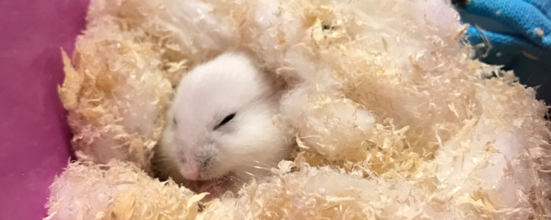 银狐仓鼠怎么训练