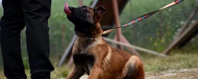 马犬吃什么长得强壮