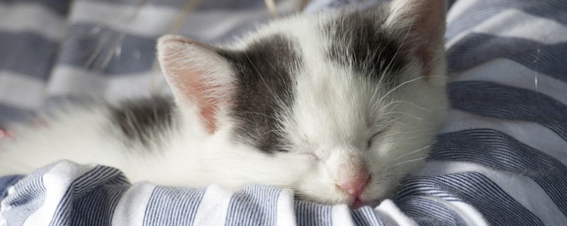小猫养多久才认主人