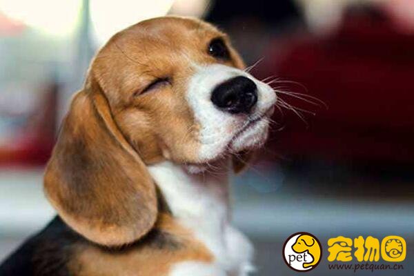 比格猎犬的智商不太高，饲养起来都有哪些优缺点