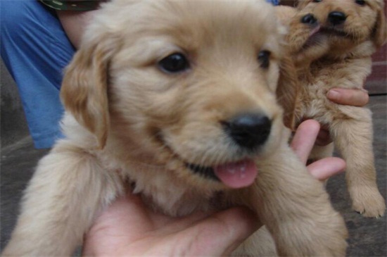家养的金毛有狂犬病吗