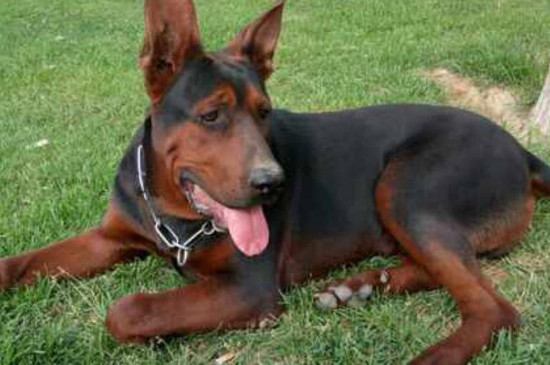 苏联红犬多少钱一只，幼犬价格一般在2000元左右