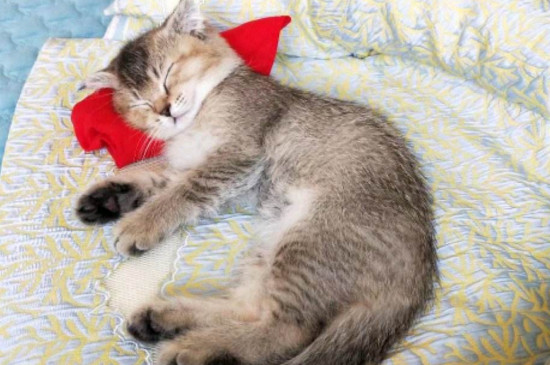 被扔过的猫咪有阴影吗
