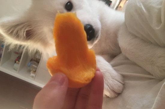狗狗能吃芒果吗