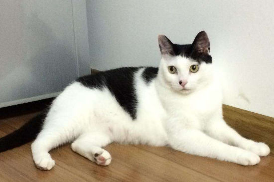 奶牛猫为什么很神经