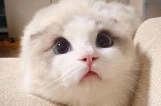 猫呼吸声重鼻塞