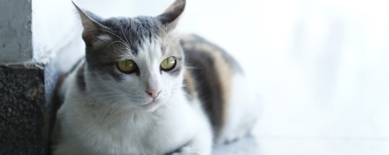 猫配种打架怎么办