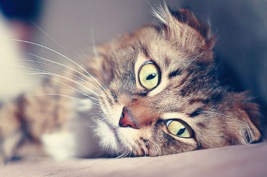 猫咬主人头发是开心吗