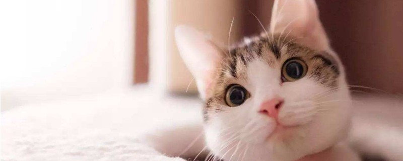 猫抗冻吗