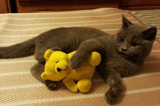 猫怀孕多久生产