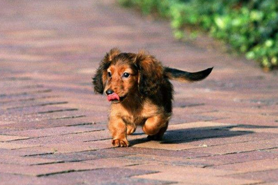 为什么养腊肠犬的人少