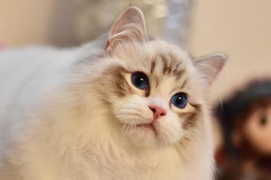 母猫要生之前的表现