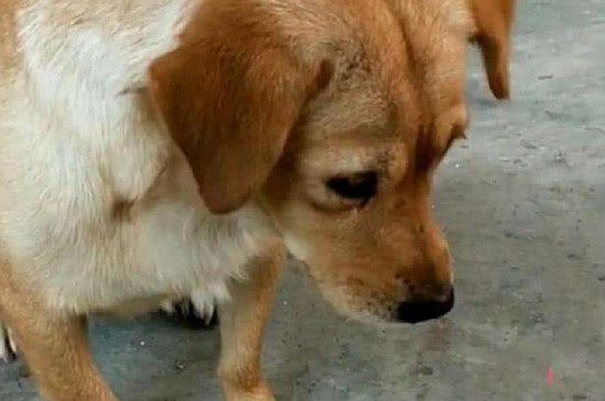狗狗突然不吃狗粮了怎么办，换狗粮或用温水泡发再喂