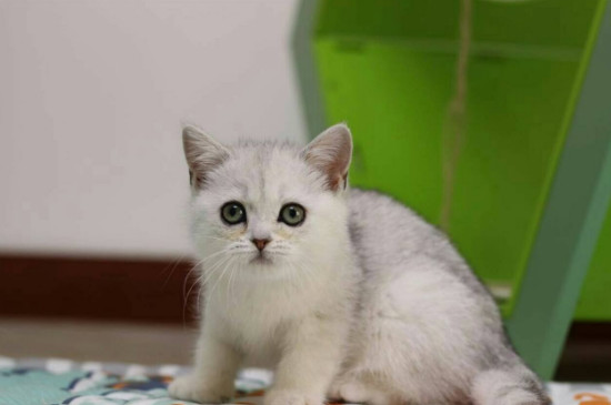 养猫要办什么证