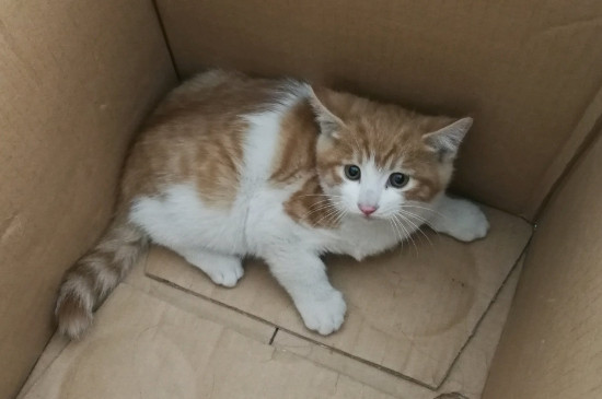 猫拉稀呕吐是什么原因