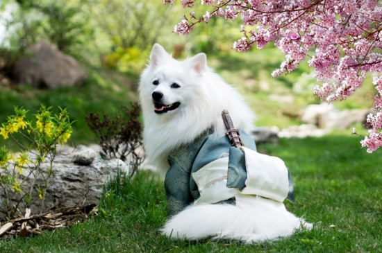 怎样训练狗狗听话