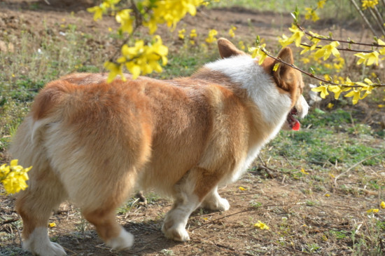 柯基犬几个月训教最佳
