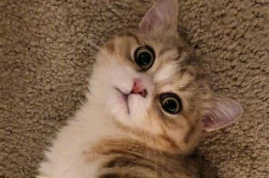 猫咪鼻子不通气怎么办