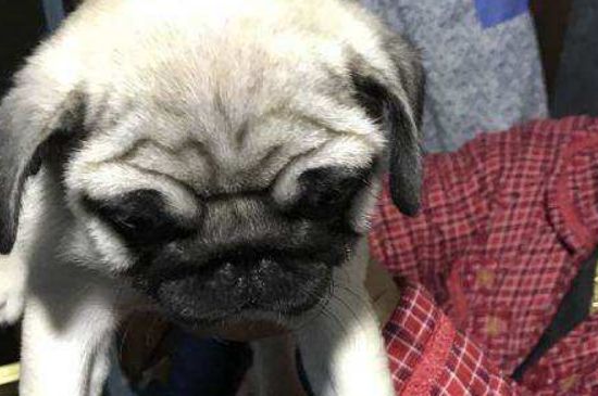 巴哥犬和沙皮狗的区别，巴哥犬皮肤更光滑沙皮狗褶皱更多