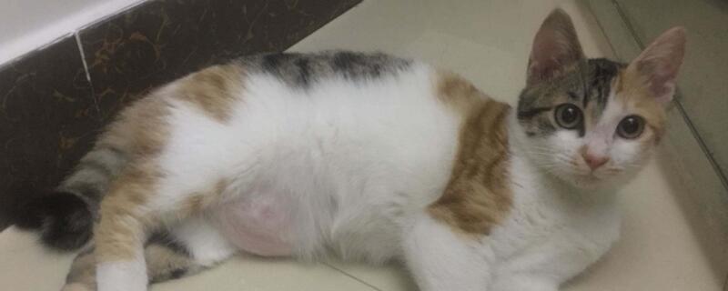 小猫怀孕初期症状
