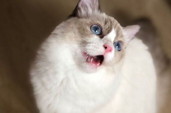 猫洗澡后不吹干的危害