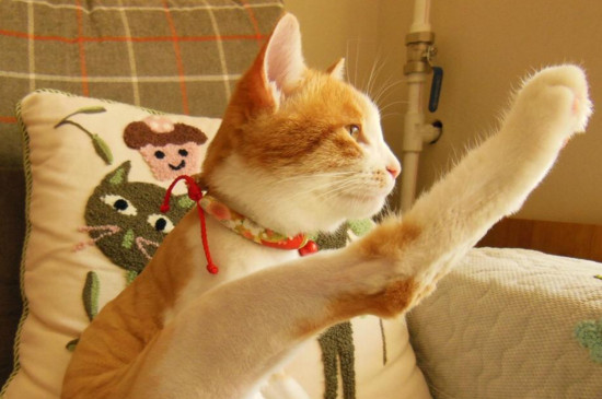 小猫几个月驱虫