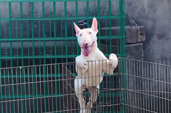 狗不能吃的东西