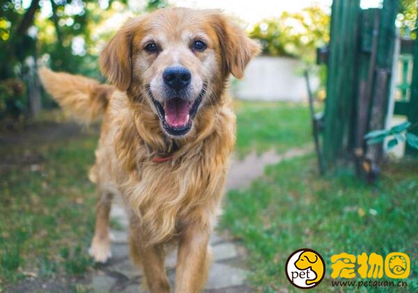 拉布拉多和金毛的区别是什么，一个长毛一个短毛好区分