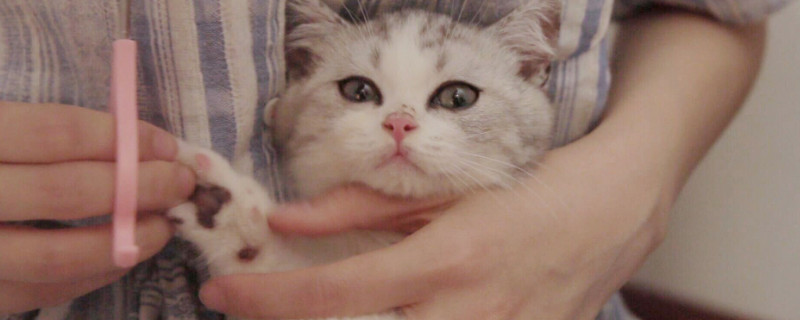 猫指甲断了发臭