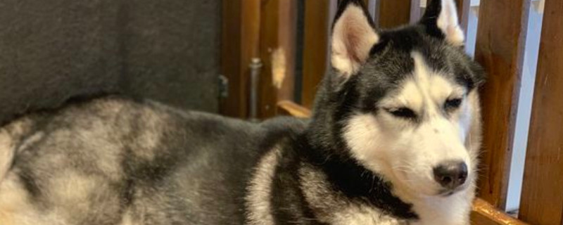 狗狗嗓子里像有痰一样怎么回事