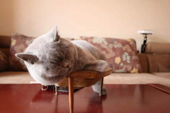 小猫头上长癣怎么办